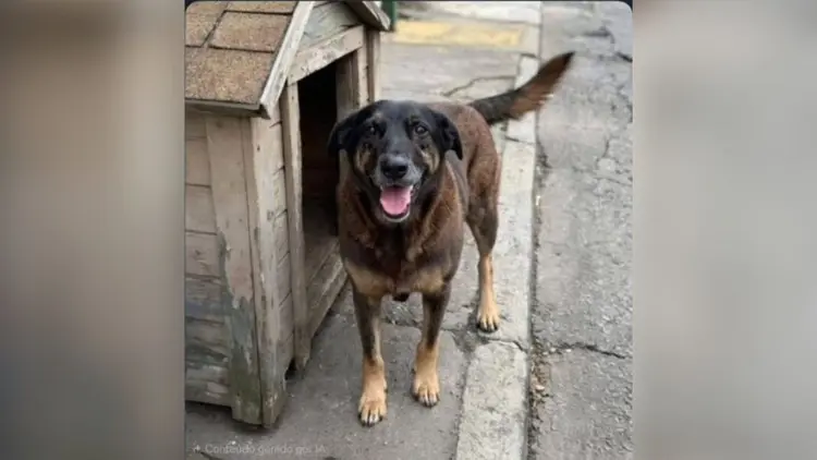 orelha cao comunitario praia brava florianopolis