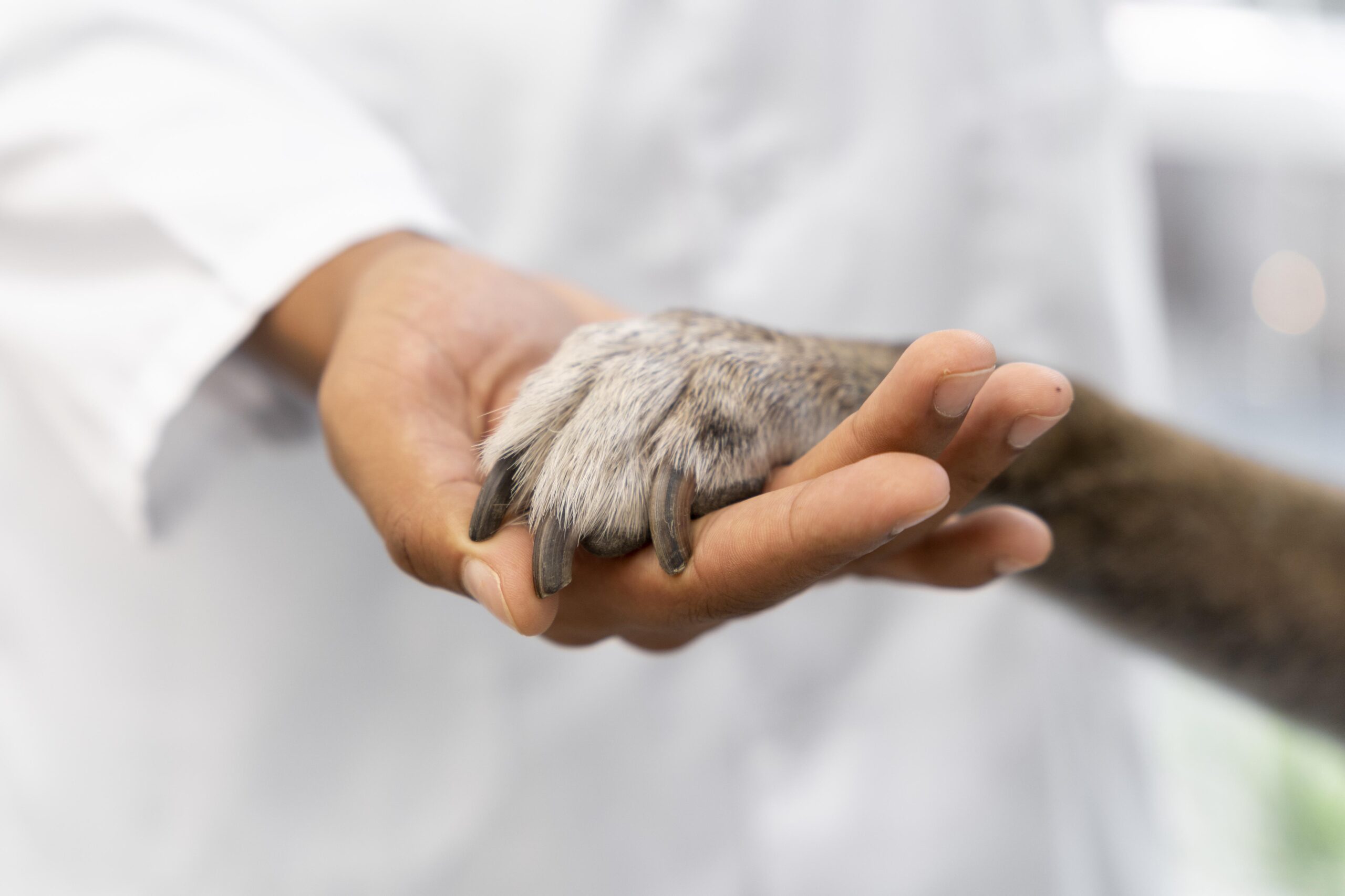 Sábados da Proteção Animal’: castração gratuita para cães e gatos começa neste fim de semana, em João Pessoa