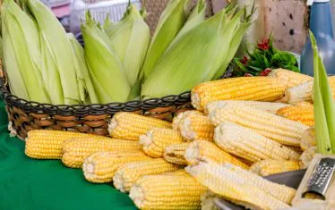 milho-festival